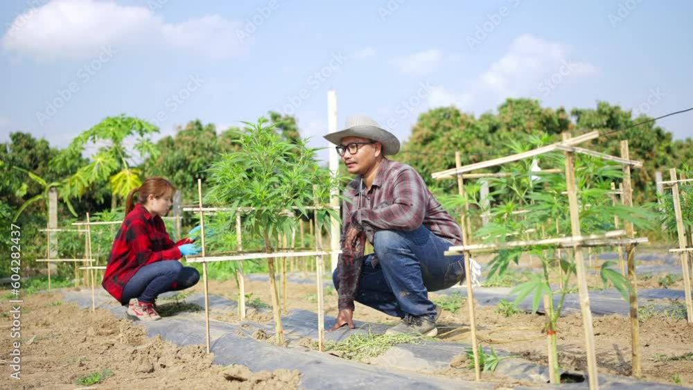 Asian man and woman organic cannabis farm worker planting cannabis plant seedling in the ground. Marijuana hemp weed for medical or recreational use. Agricultural cannabis business farmer concept. Asian man and woman organic cannabis farm worker planting cannabis plant seedling in the ground. Marijuana hemp weed for medical or recreational use. Agricultural cannabis business farmer concept.
