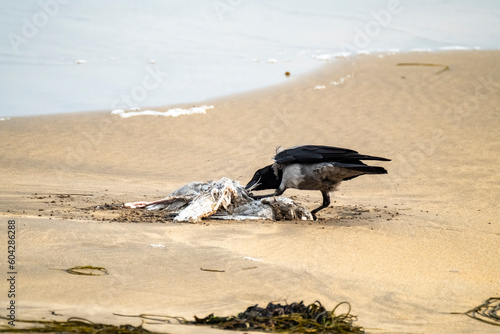 Crow eating a seagull on a sandy beach in Ireland photo