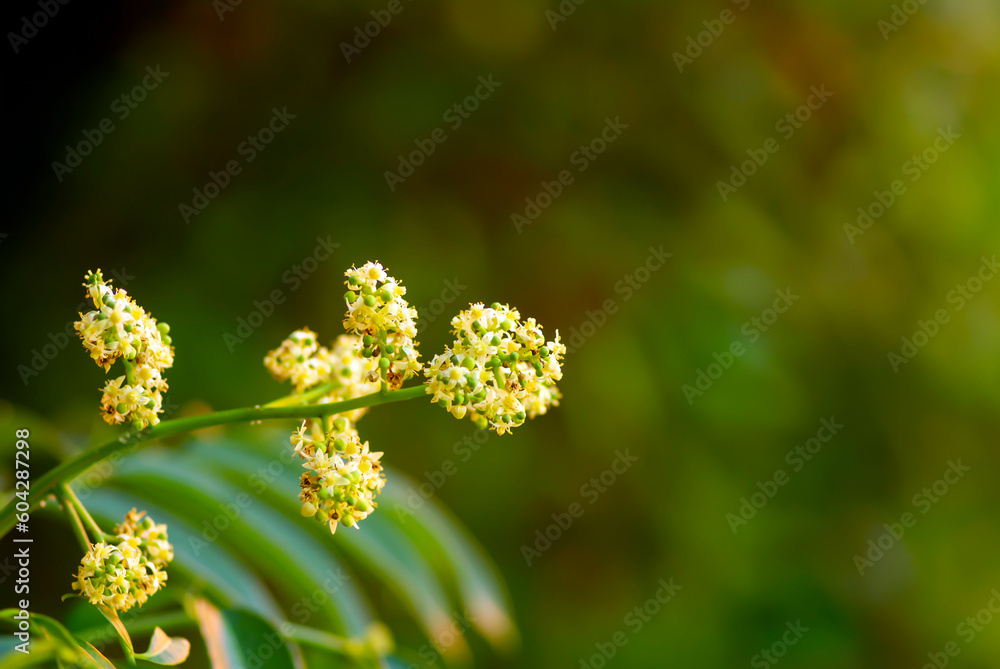 Close up of Kedondong, ambarella or june plum (Spondias dulcis) flowers, in shallow focus Close up of Kedondong, ambarella or june plum (Spondias dulcis) flowers, in shallow focus