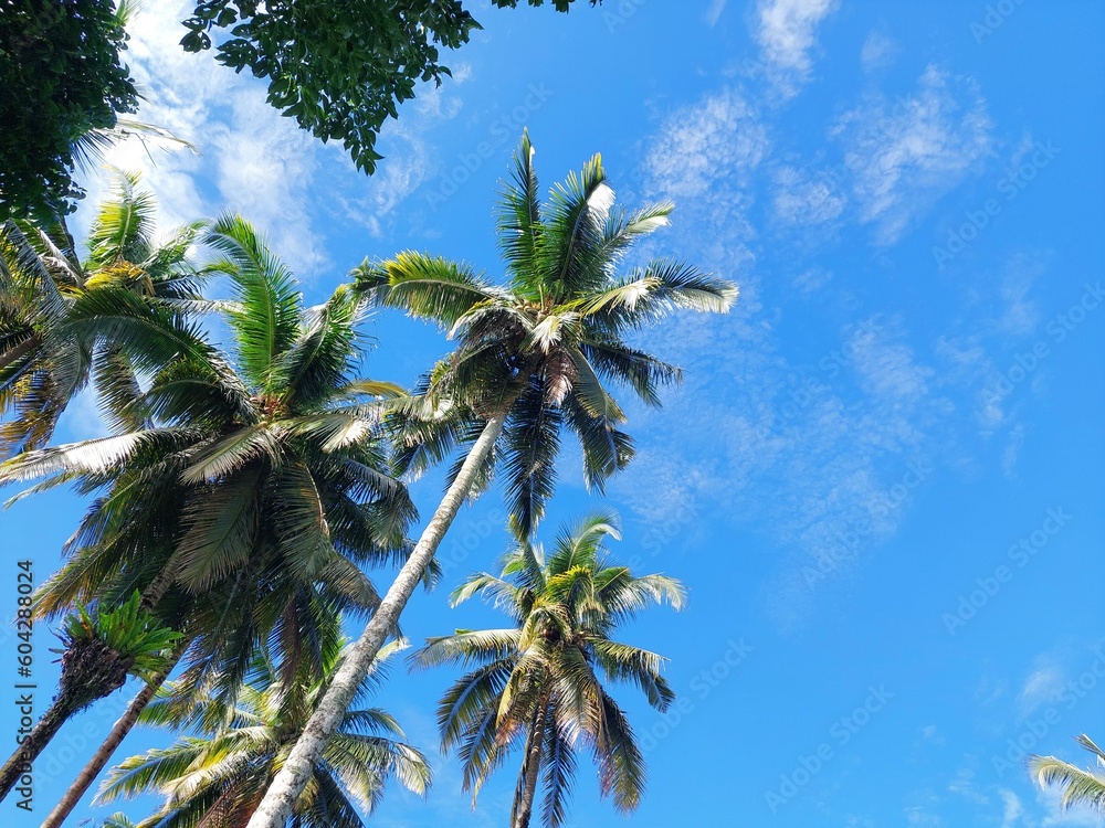 Tall coconut tree with green leaves and blue sky background Tall coconut tree with green leaves and blue sky background