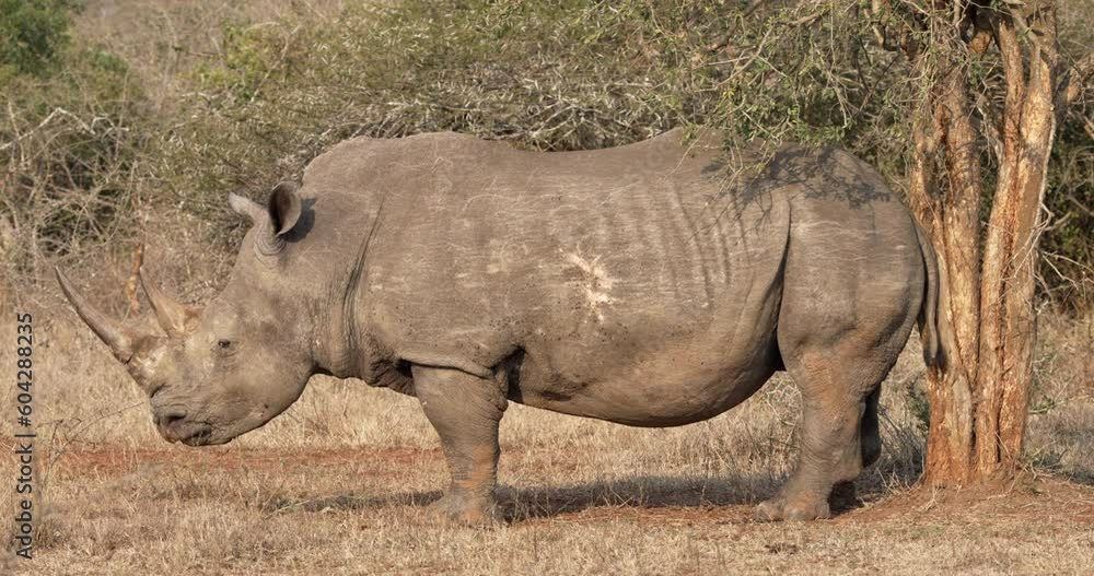 A white rhino bull is rubbing and scratching himself on a tree in the African wilderness. A white rhino bull is rubbing and scratching himself on a tree in the African wilderness.