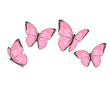butterfly hand drawn design vector 