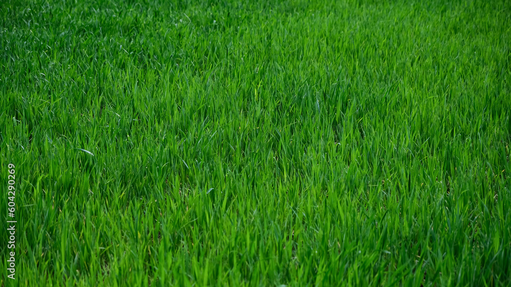 Green grass background. Close up of green grass texture. 