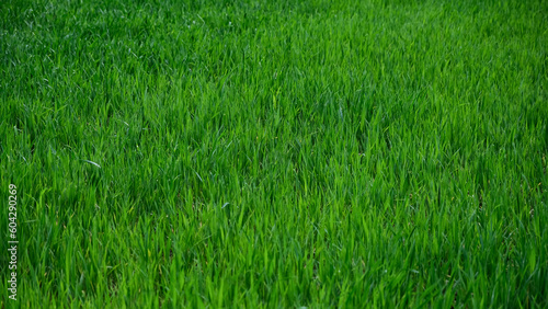 Green grass background. Close up of green grass texture. © Neils