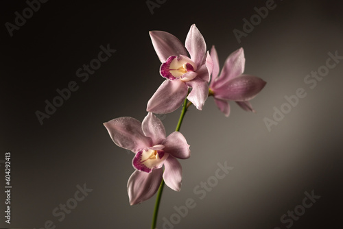 Pink Cymbidium orchid flowers on gray background  horizontal format  place for text