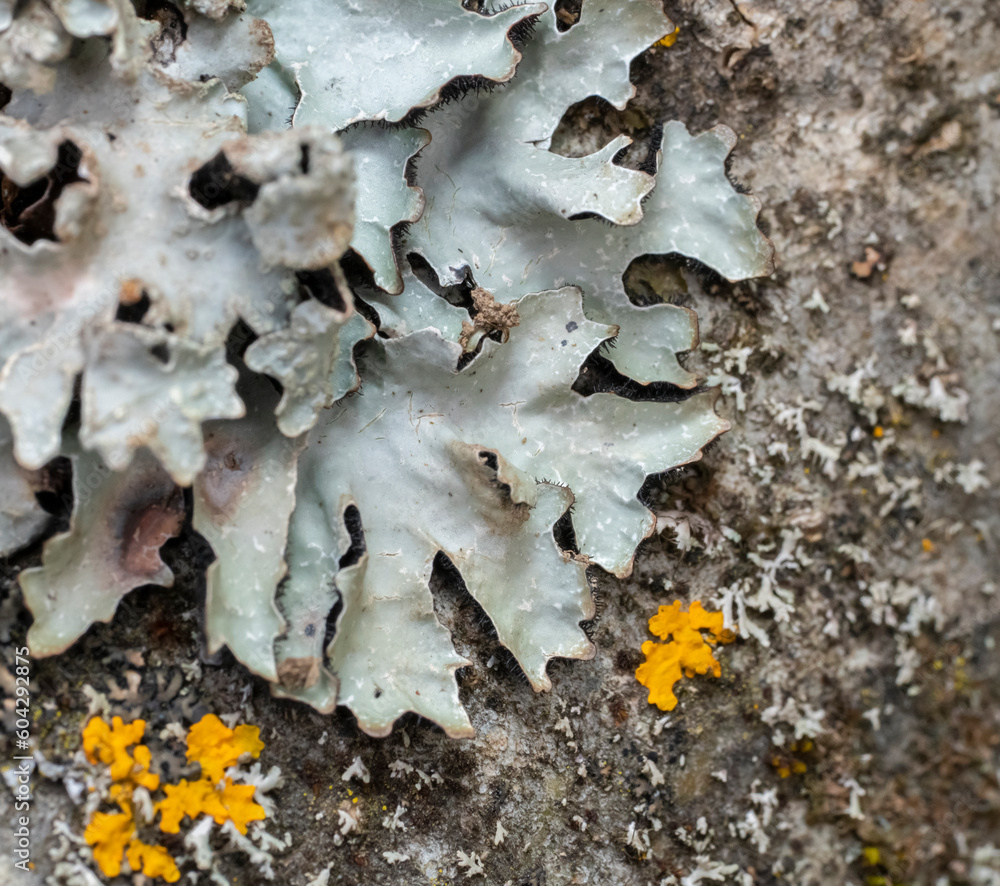 Hammered shield lichen