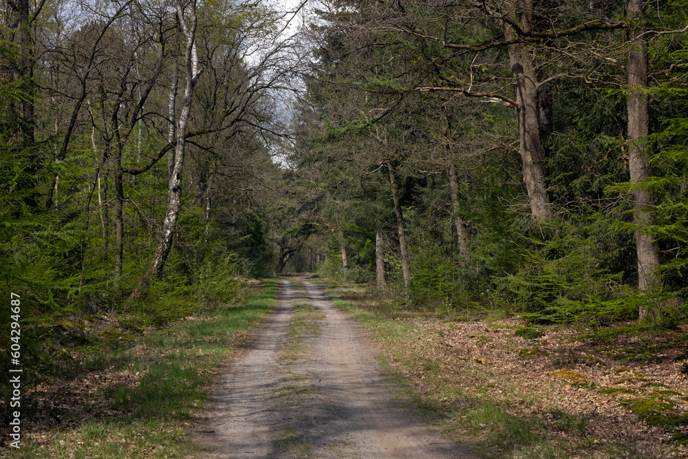 Forest. Woods. Staatsbos Staphorst Ijhorst Overijssel Netherlands. Spring. Dirtroad. Forest. Woods. Staatsbos Staphorst Ijhorst Overijssel Netherlands. Spring. Dirtroad.