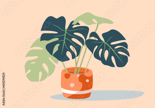 monstera alba houseplant vector illustration