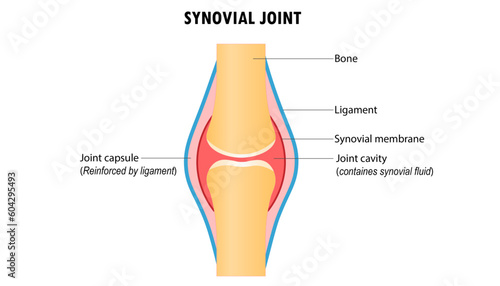 Diagram of the Synovial joint photo