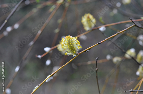willow branch with catkins