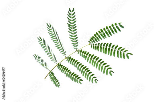 leaves of tropical forest in thailand on white background with clipping path