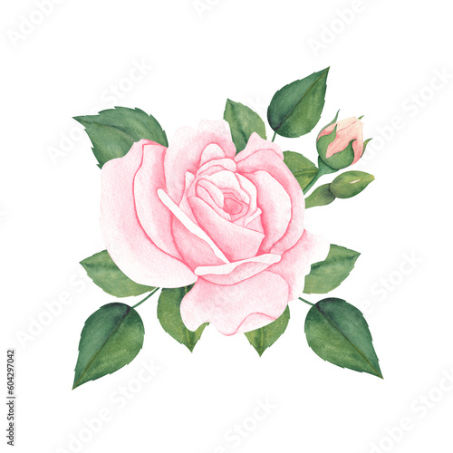 Watercolor pink roses and green leaves. Hand drawn illustration for greeting cards or wedding invitations on isolated background