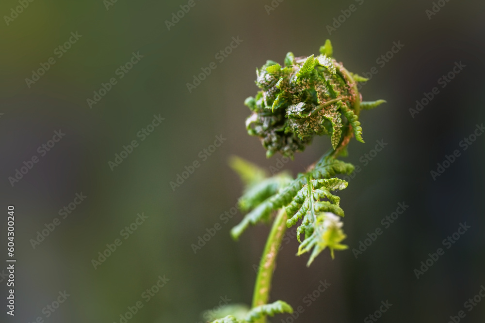 Fern unrolling a young frond with sori on the underside, macro shot in the nature against a green background, copy space, selected focus Fern unrolling a young frond with sori on the underside, macro shot in the nature against a green background, copy space, selected focus