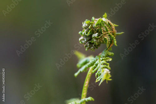 Fern unrolling a young frond with sori on the underside, macro shot in the nature against a green background, copy space, selected focus