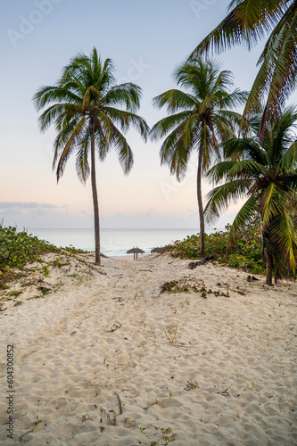 palm tree on the beach