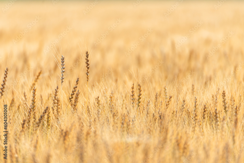 黄金色に輝く小麦畑