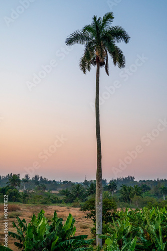palm trees at sunset