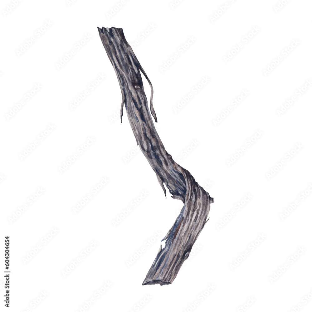 Fototapeta premium Old vine illustration isolated on transparent background. Hand drawn watercolor branch. A part of the Wine set collection