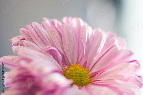 A close up of a pink chrysanthemum flower