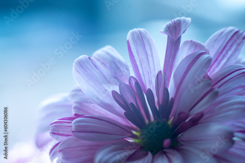 A close up of a pink chrysanthemum flower