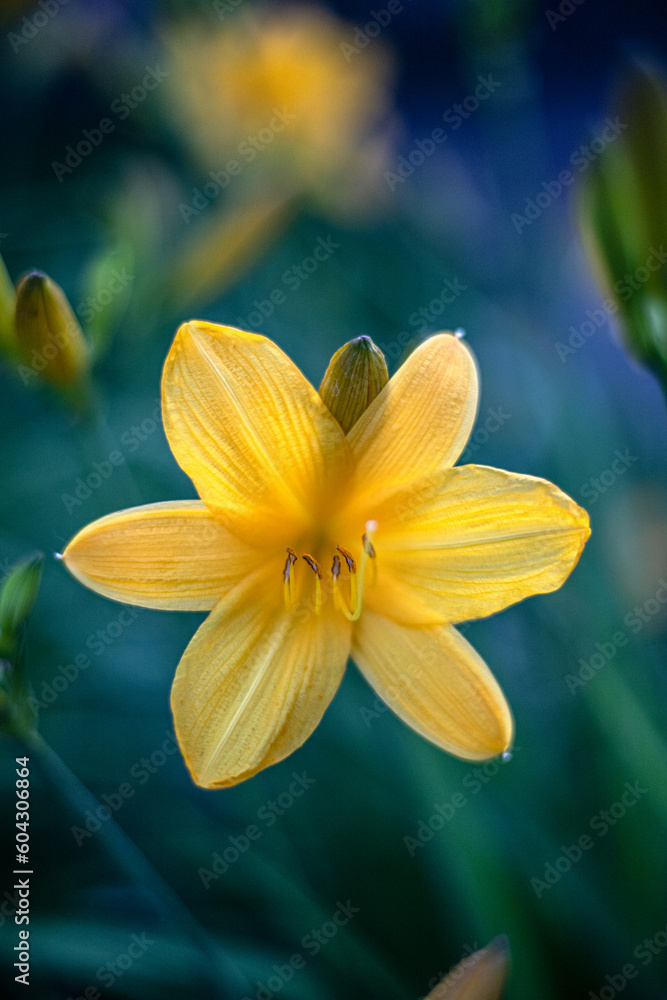 Fototapeta premium yellow flower macro