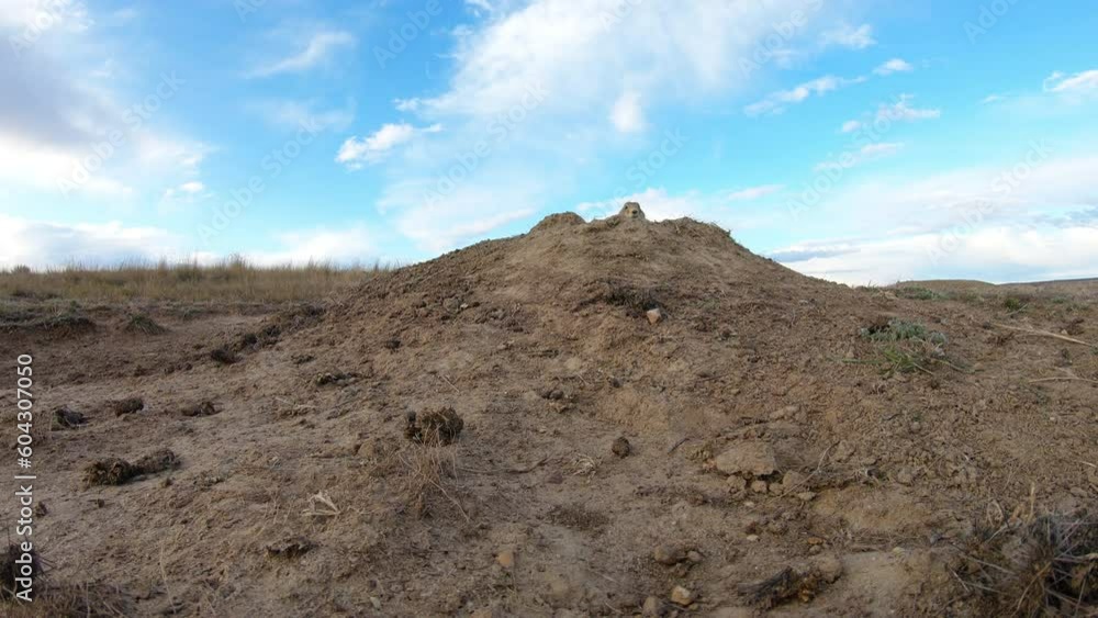 Two prairie dogs emerge from burrow wide and close Two prairie dogs emerge from burrow wide and close