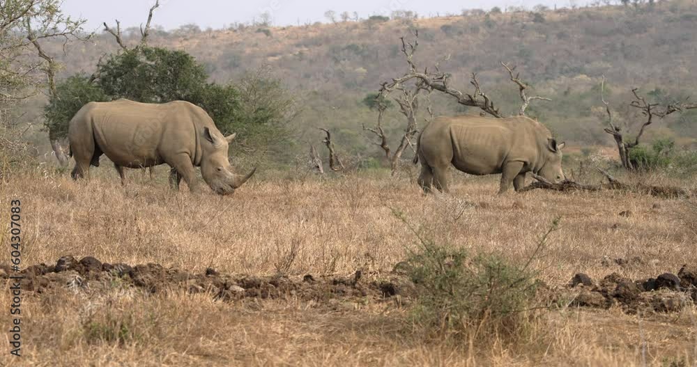 Two white rhino are grazing in the bushland of iMfolozi Reserve. Two white rhino are grazing in the bushland of iMfolozi Reserve.