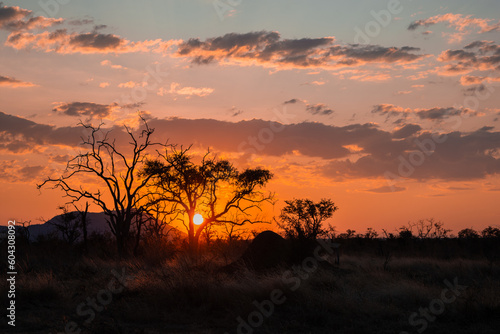 Trees silhouetted against a setting sun in Africa