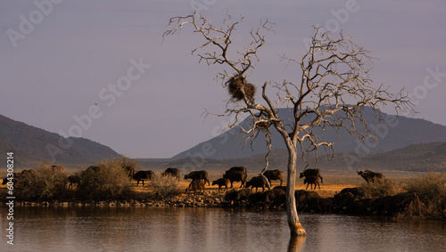 Cape buffalo herd on the bank of  waterhole with a dead tree in the foreground photo