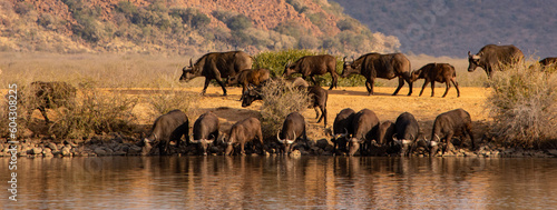 Herd of cape buffalo drinking at a water hole