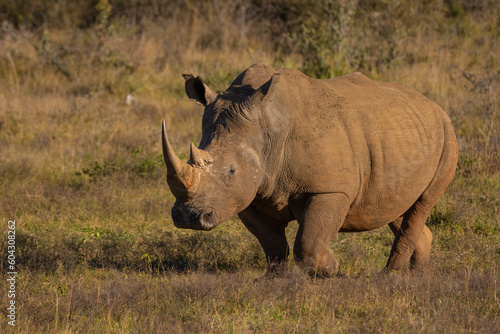 White rhinoceros walking towards and to left of viewer