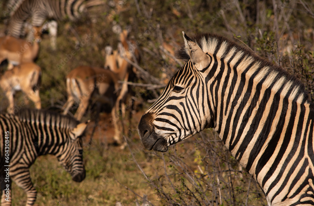 Zebra head in profile facing left with zebra and impala in the background Zebra head in profile facing left with zebra and impala in the background