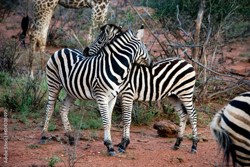 two zebra grooming each other