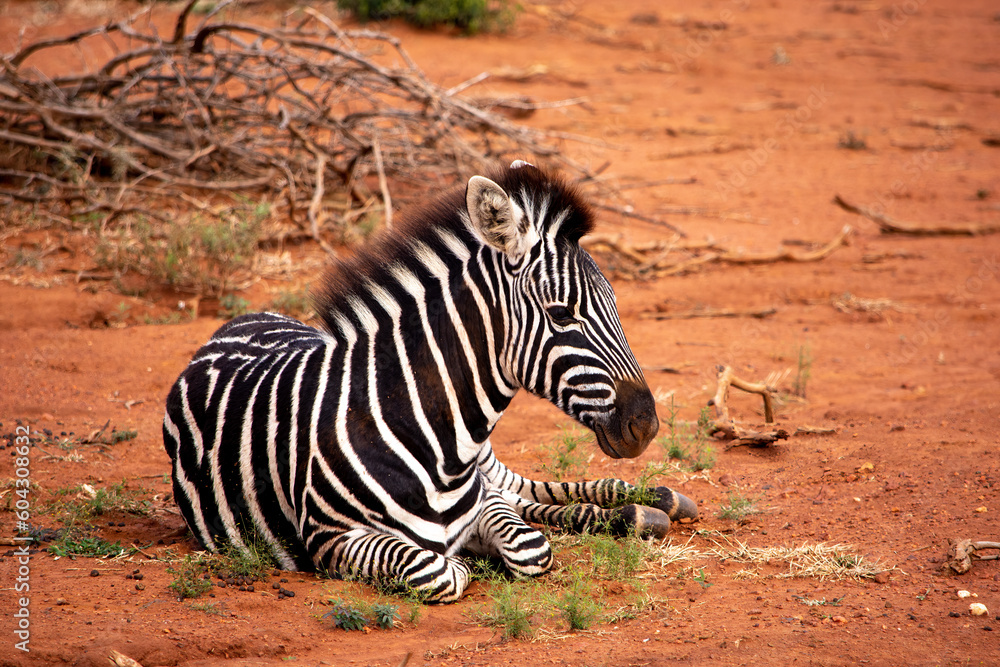 Fototapeta premium Young zebra lying in the red dirt