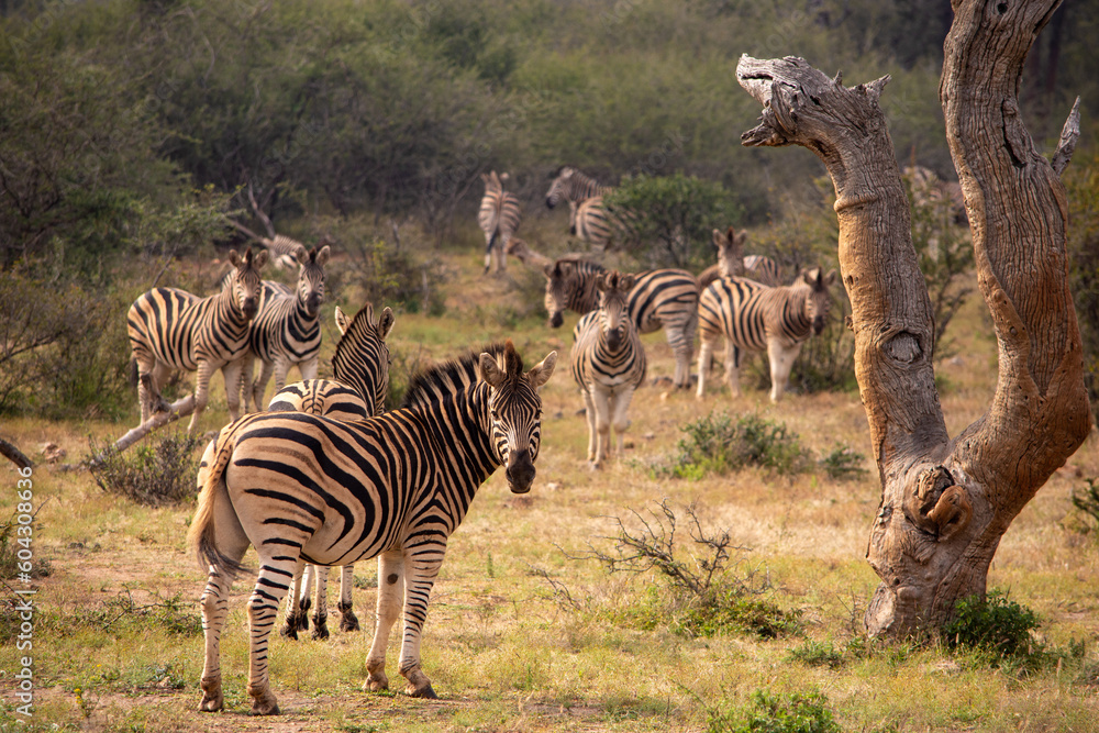 Obraz premium zebra herd in the bush with dead tree