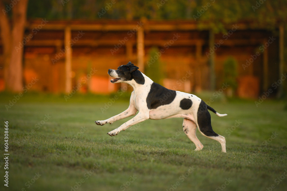 happy english pointer dog running on grass at sunset