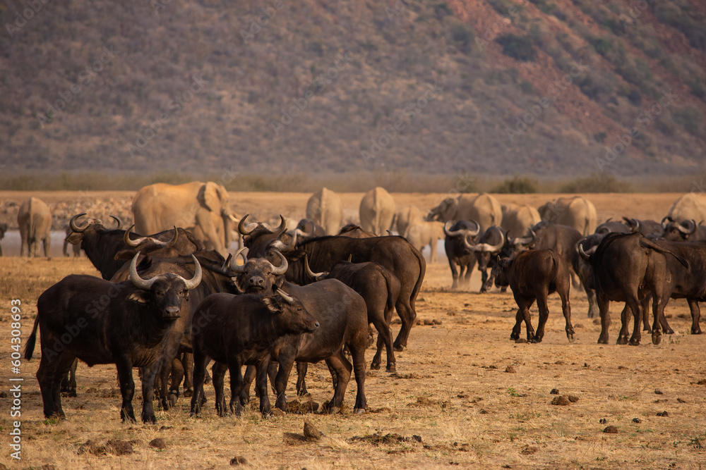 herd of cape buffalo standing in front of elephants herd of cape buffalo standing in front of elephants