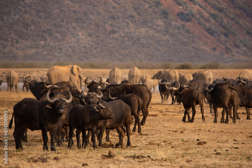 herd of cape buffalo standing in front of elephants