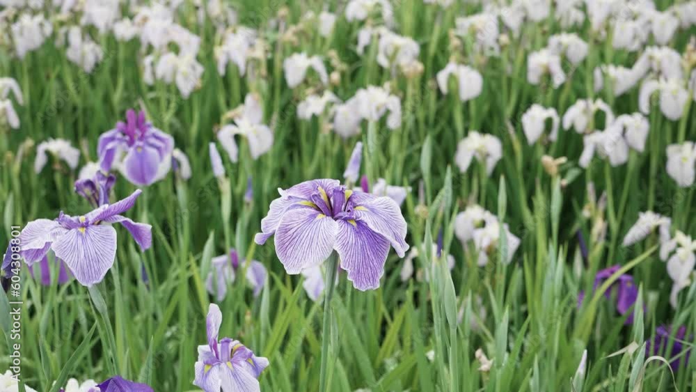 Beautiful purple and white iris flower in flower field in rainy day, 4k slow motion footage. Beautiful purple and white iris flower in flower field in rainy day, 4k slow motion footage.