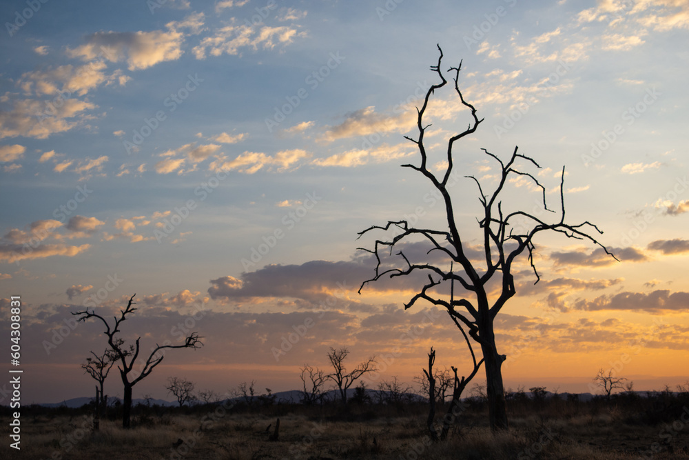 Dead trees silhouetted against the sunset in Madikwe Dead trees silhouetted against the sunset in Madikwe