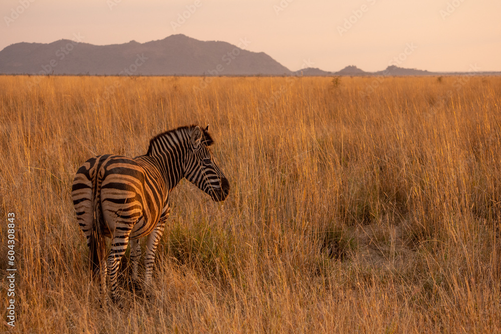 Naklejka premium Zebra standing in golden light and tall grass in Madikwe