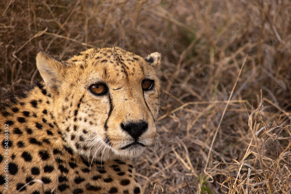 Cheetah portrait looking at viewers in Madikwe Cheetah portrait looking at viewers in Madikwe