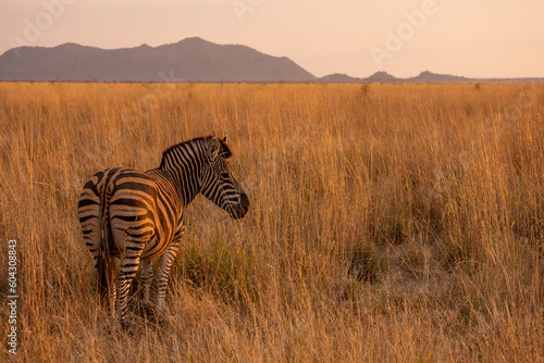 Zebra standing in golden light and tall grass in Madikwe