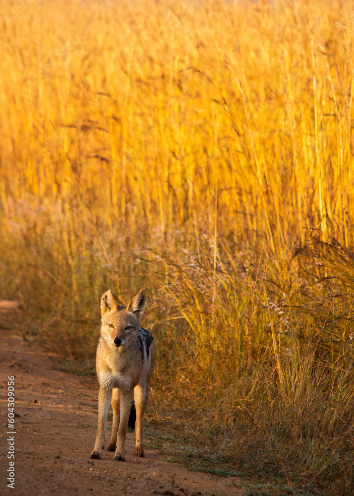 Black backed jackal standing on the edge of dirt road with tall golden grass in the background in Pilanesberg Black backed jackal standing on the edge of dirt road with tall golden grass in the background in Pilanesberg