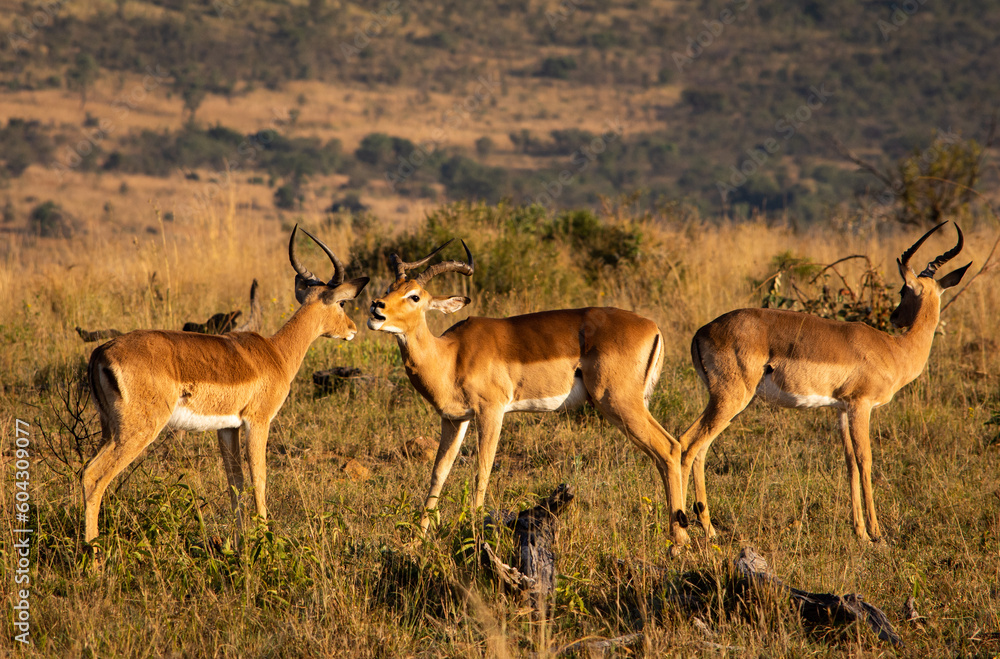 Impala rams facing off in Pilanesberg Impala rams facing off in Pilanesberg