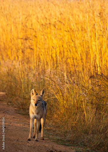 Black backed jackal standing on the edge of dirt road with tall golden grass in the background in Pilanesberg