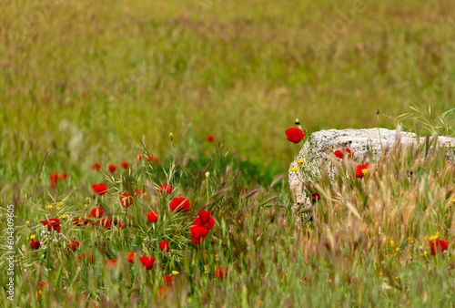 Poppies growing around stone ruins in Turkey