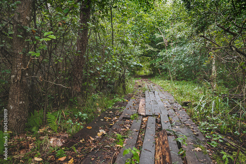Old boardroad in dense forest. Wooden road in the forest.