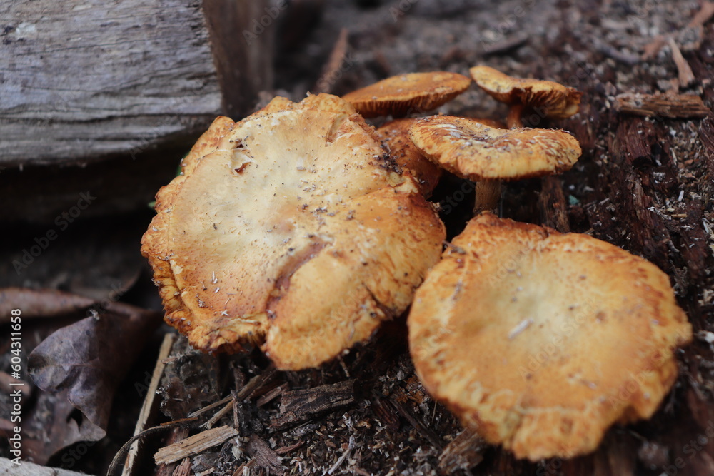mushrooms in the woods mushrooms in the woods