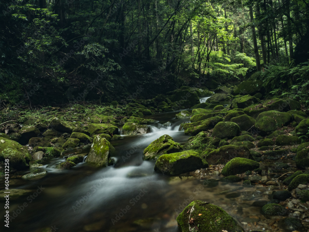 Fototapeta premium 渓流のマイナスイオン